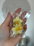 Bloom Collection mini